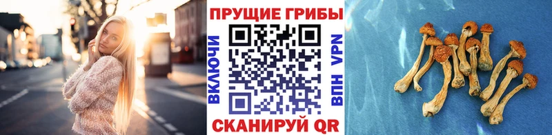 Псилоцибиновые грибы MAGIC MUSHROOMS  Купить где  Могоча 